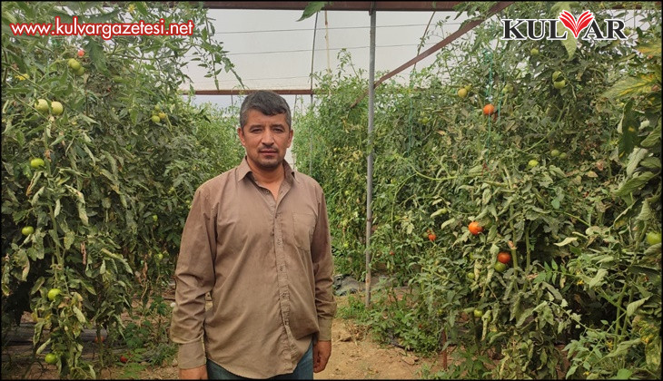 Dekarda 17 ton domates üreten çiftçinin yüzü güldü