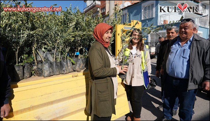 Denizli Büyükşehirden zeytin fidanı seferberliği