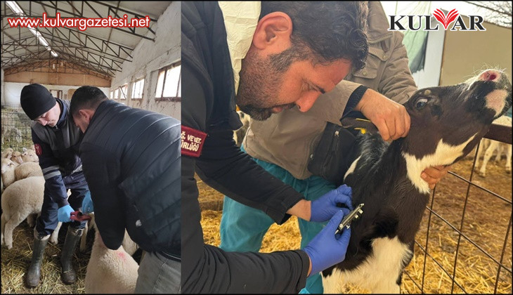 Denizli hayvancılığında sağlık, üretim ve güç bir arada