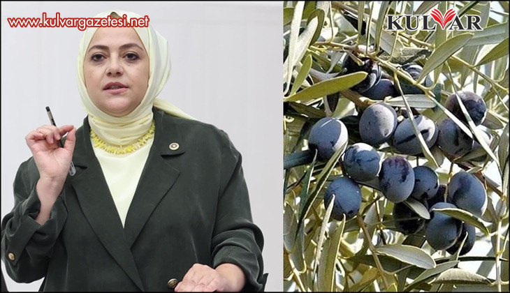 Denizli Milletvekili Ün zeytin üreticisinin sorunlarına dikkat çekti