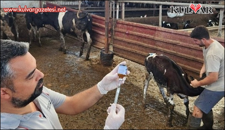 Denizli’de 251 bin hayvan şap hastalığına karşı aşılandı