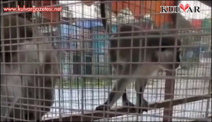 Denizli'de 3 örümcek maymunu ele geçirildi