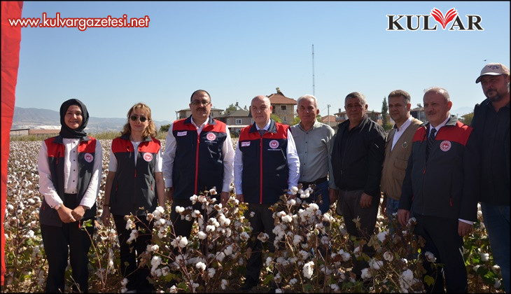 Denizli’de beyaz altın hasadı başladı