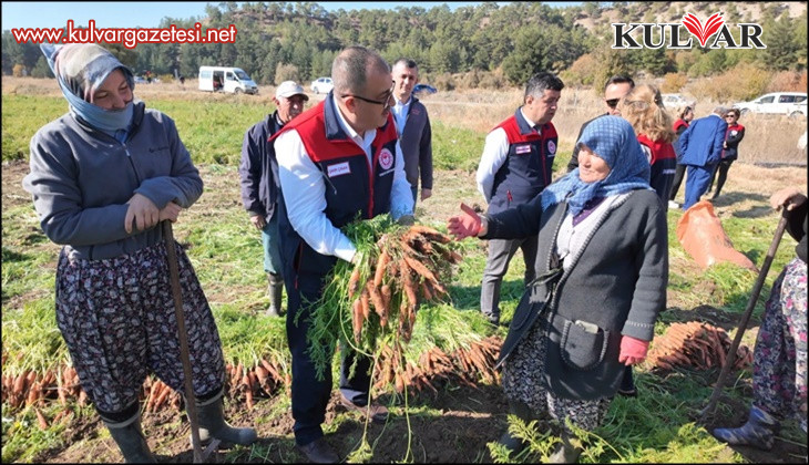 Denizli'de bu yıl 5 bin ton havuç hasat edilecek