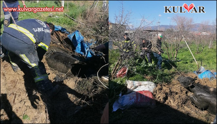 Denizli’de foseptik çukuruna düşen inek itfaiye ekiplerince kurtarıldı