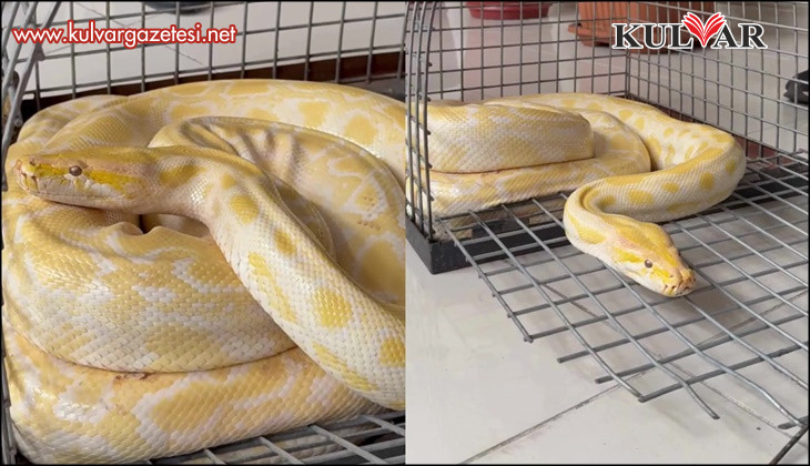 Denizli'de gösteride kullanılan nesli tehlike altındaki piton koruma altına alındı