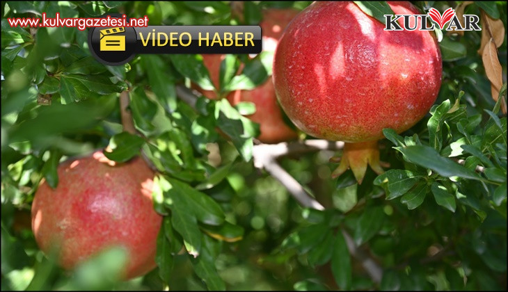 Denizli’de nar hasadı başladı