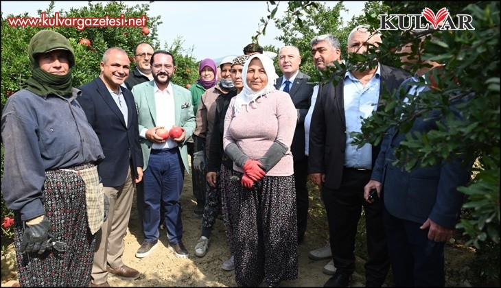 Denizli'de nar hasadı başladı