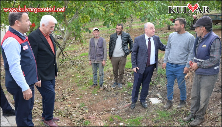 Denizli'de sezonun ilk ceviz hasadı Tavas'ta yapıldı