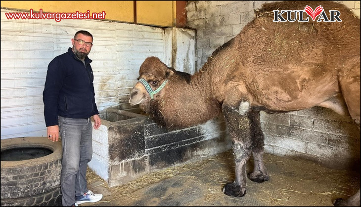 Deve güreşleri iptal edilince develer dinlenmeye çekildi