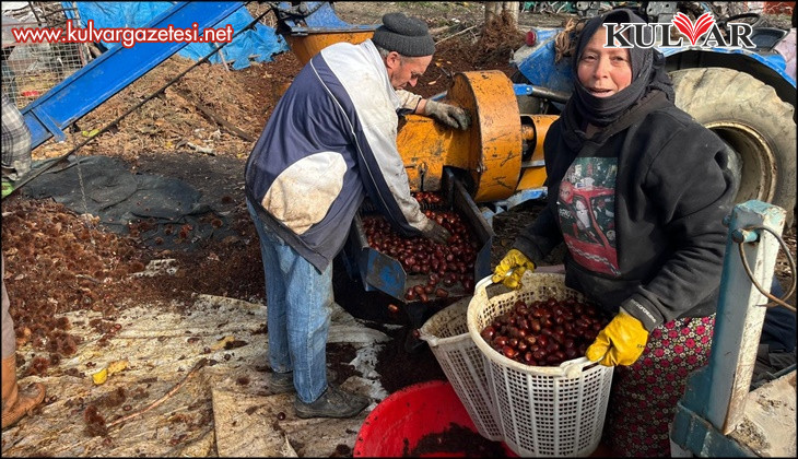 Dikenlerinden kurtulan kestanelerin sofralara yolculuğu başladı