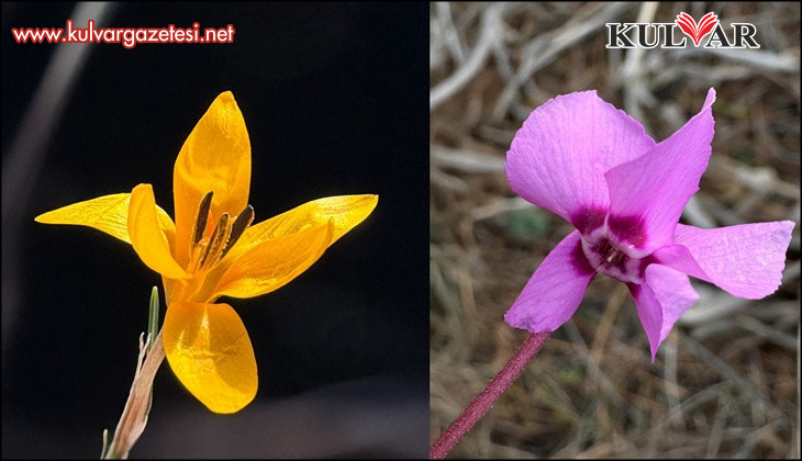 Endemik çiçekler Çameli’nde baharı müjdeliyor