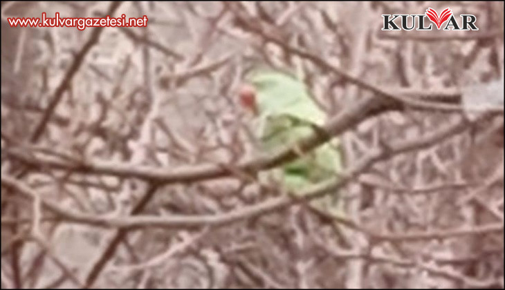 Evden kaçan papağan 2,5 yıldır doğada yaşıyor