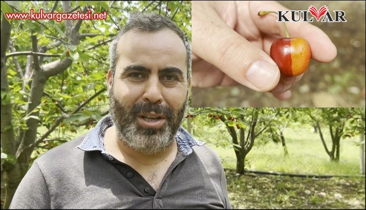 Fenerbahçeli kiraz üreticisi Tahsin Ateş: "Beslediğim ağaç bile Galatasaraylı çıktı"