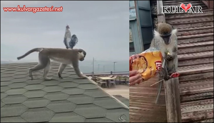 Firari maymun Denizli turuna çıktı