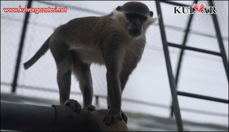 Firari maymun ikinci kez yakalanarak koruma altına alındı
