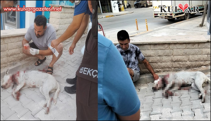 Hamile köpeğe tüfekle saldırı