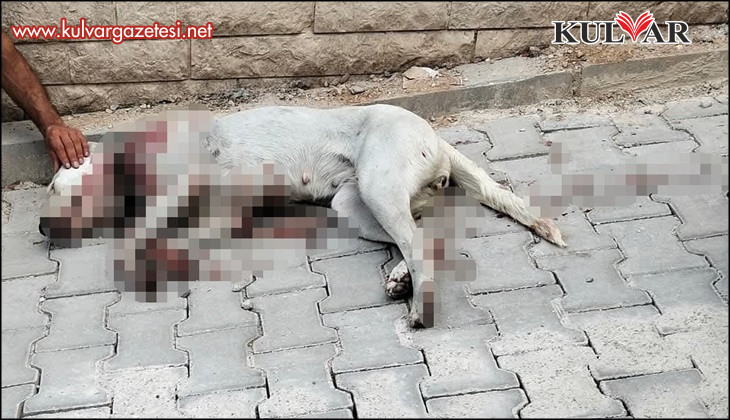 Hamile köpeği tüfekle vuran cani tutuklandı