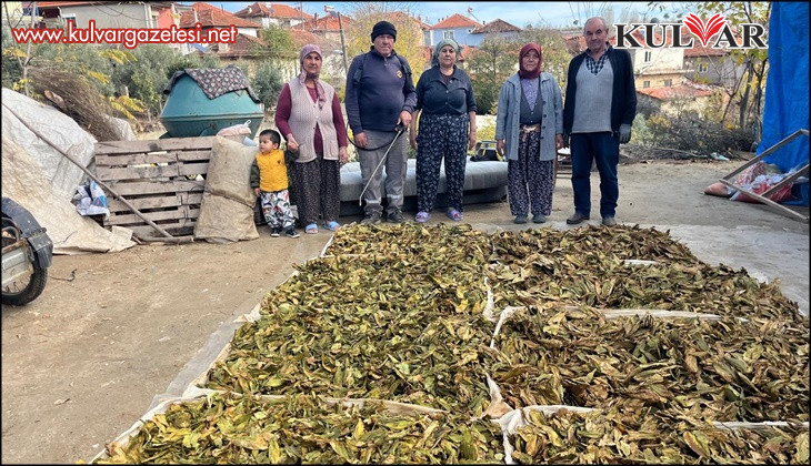 Hasadı tamamlanan tütünler satış için hazırlanıyor