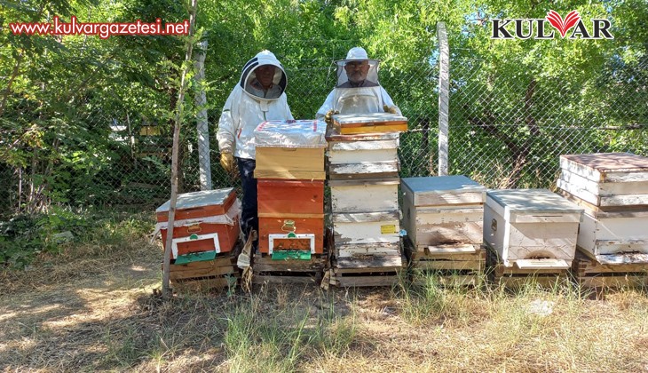 Havalar geç ısınınca arıların oğul dönemi Temmuz'a kaydı