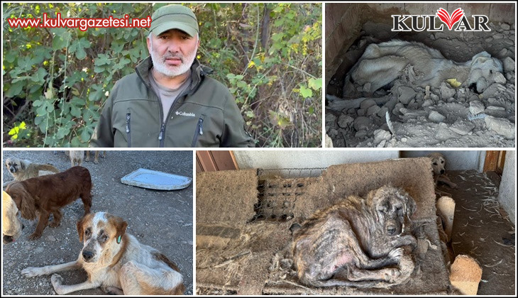 Hayvan sevgisini istismar etti, köpekler açıktan birbirini yedi