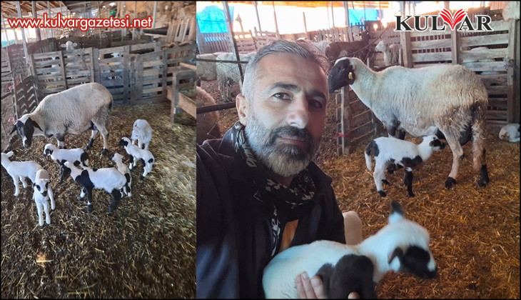 Hobi olarak 4 koyunla başlayan kardeşler 600 hayvan sayısına ulaştı