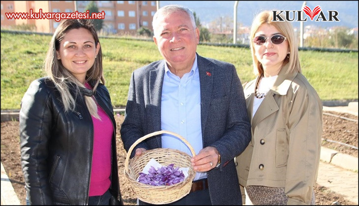 Honaz Belediyesi Yerel Tohum Merkezi’nde safran soğanları filizlenmeye başladı