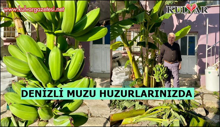 İnat etti, 70 rakımda muz hasadı yaptı