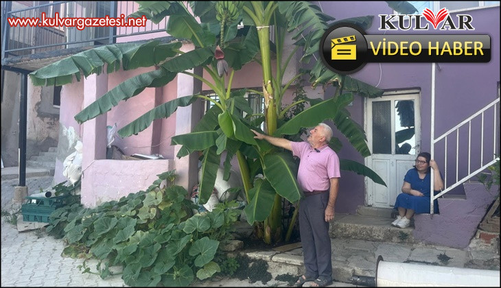 İnat etti, 700 rakımda muz yetiştirdi