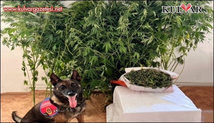 Jandarmanın uyuşturucu operasyonunda 24 kök kenevir, 2,5 kilo esrar ele geçirildi