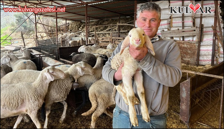 Kurbanlıklar görücüye çıkmaya başladı
