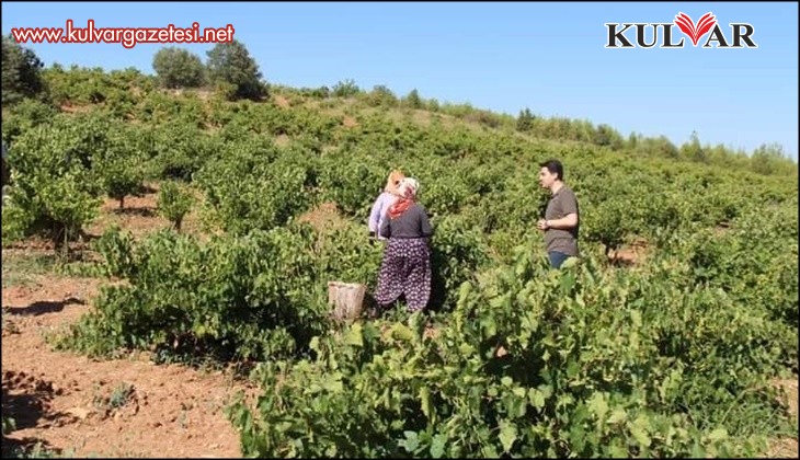 Küresel ısınma Denizli’de üzüm hasadını erken başlattı