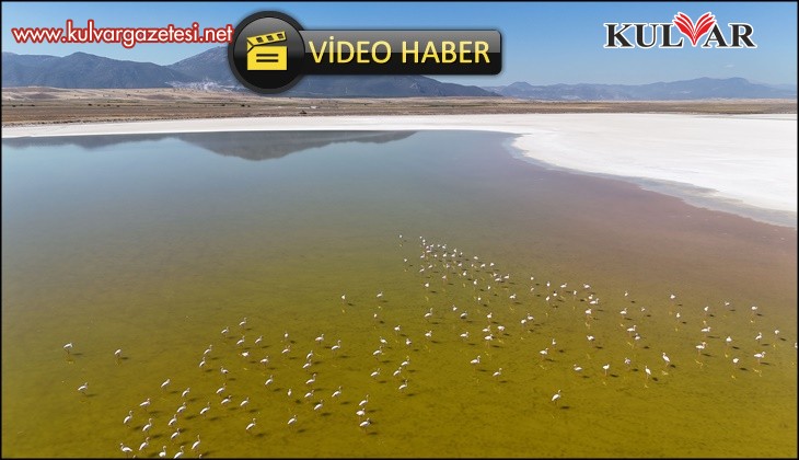 Kuş cenneti Acıgöl'de flamingoların göç yolculuğu