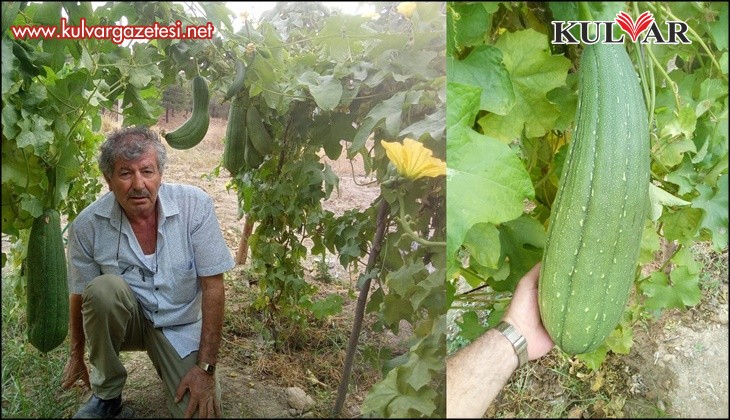 Lif kabakları hasat için gün sayıyor