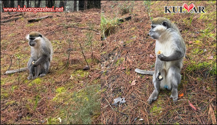 Mantar aramak için çıktığı doğada maymun buldu