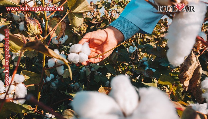 Organik Ege pamuğundan üretilen tekstil ürünleri çevre dostu ve daha güvenli