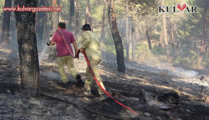 Orman yangınında 20 hektar alan kül oldu