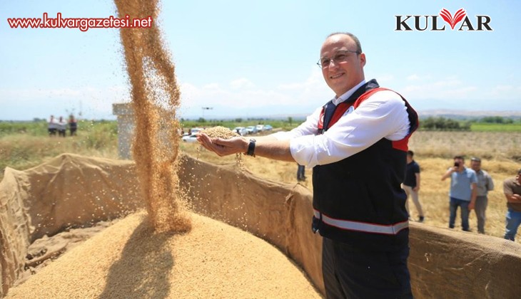 Pamukkale Belediyesi ilk buğday hasadını gerçekleştirdi