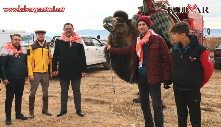 Pehlivan develer, 50 yıl sonra Tavas arenasında boy gösterdi