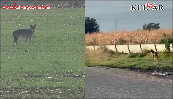 Popülasyonu artan kurtlar köylere indi