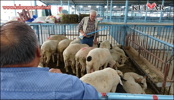 Şap hastalığı nedeniyle kapatılan hayvan pazarı Kurban Bayramı için tekrar açılıyor