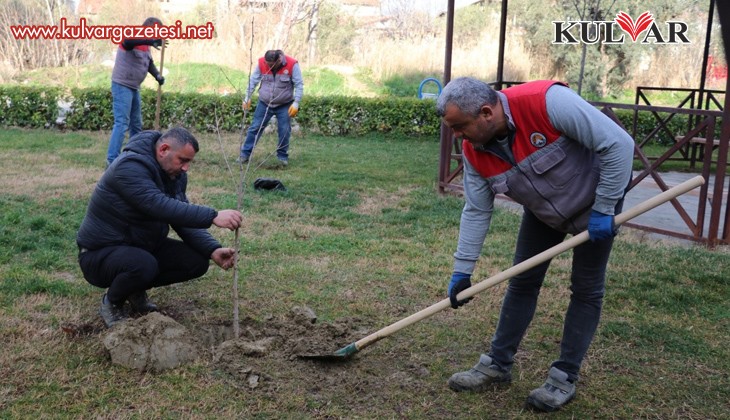 Sarayköy Belediyesi'nin ağaç hassasiyeti
