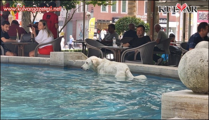 Sıcaktan bunalan köpek süs havuzunda serinledi