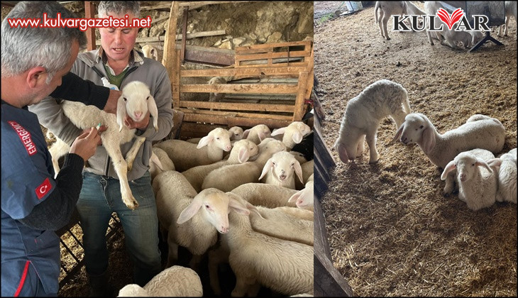 Soğuk havalarda gerçekleşen doğumun ardından üreticilerin yüzü güldü