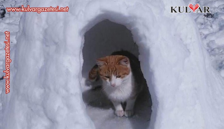  Sokak kedileri için kardan ev yaptılar
