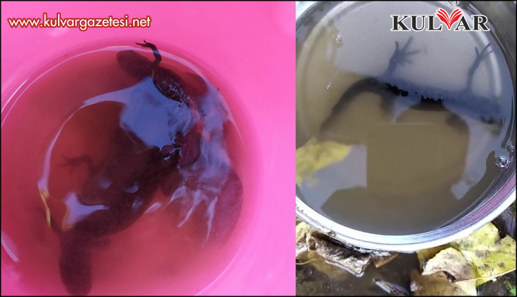 Su çektiği kuyudan semenderler çıktı