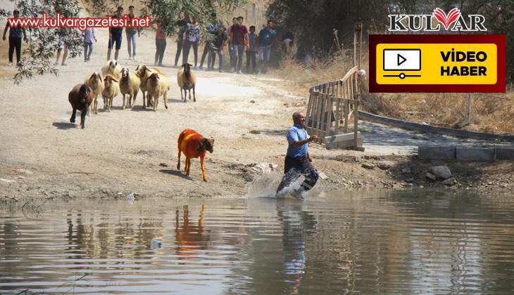 Sudan Koyun Geçirme Yarışması renkli görüntülere sahne oldu