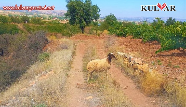  Sürüden kopan koyunu tarım görevlileri buldu