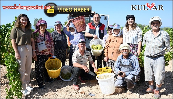 Susuz yetişen meşhur Bekilli üzümünde hasat zamanı