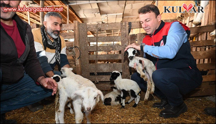 Tarım teşkilatı koyunu 9 doğuran besiciyi ziyaret etti